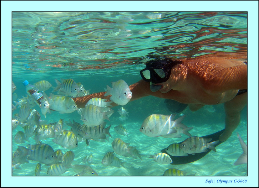 2005 - 11 - Maragogi - parc marin de gales 18.JPG